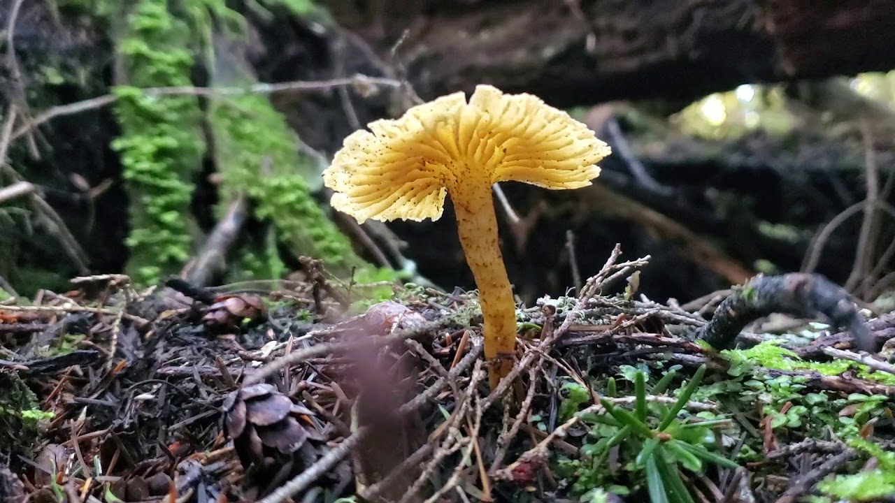 Foraging and bigginers guide to winter chanterelles. how our air dry