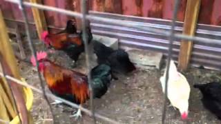 Intended For Mature Audiences And Violence