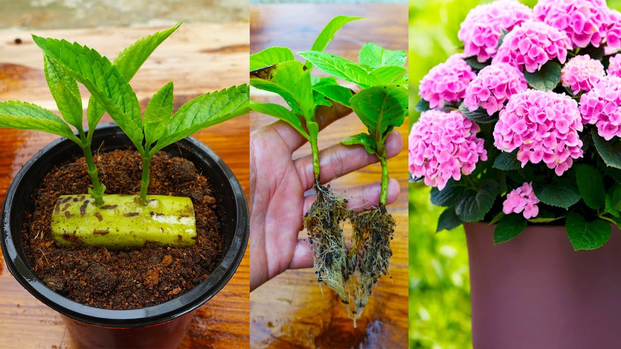 How to grow hydrangea faster with banana in simple way with updates