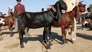Bakra Mandi sahiwal ki update batel bachon wali Bakrian 03124058010 Altaf goat farm
