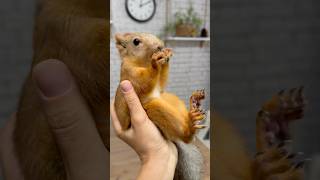 Очень ручная белка Фрося 🐿️ #fyp #animals
