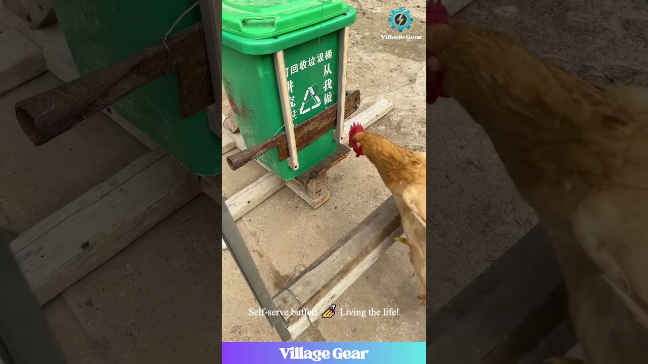 Smartest Chickens EVER? 🐔 These DIY Feeders are Next Level! 