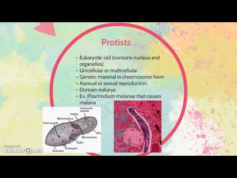 Differences between bacteria and protists