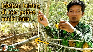 New Model Tree Top Bird trap -the result is perfect