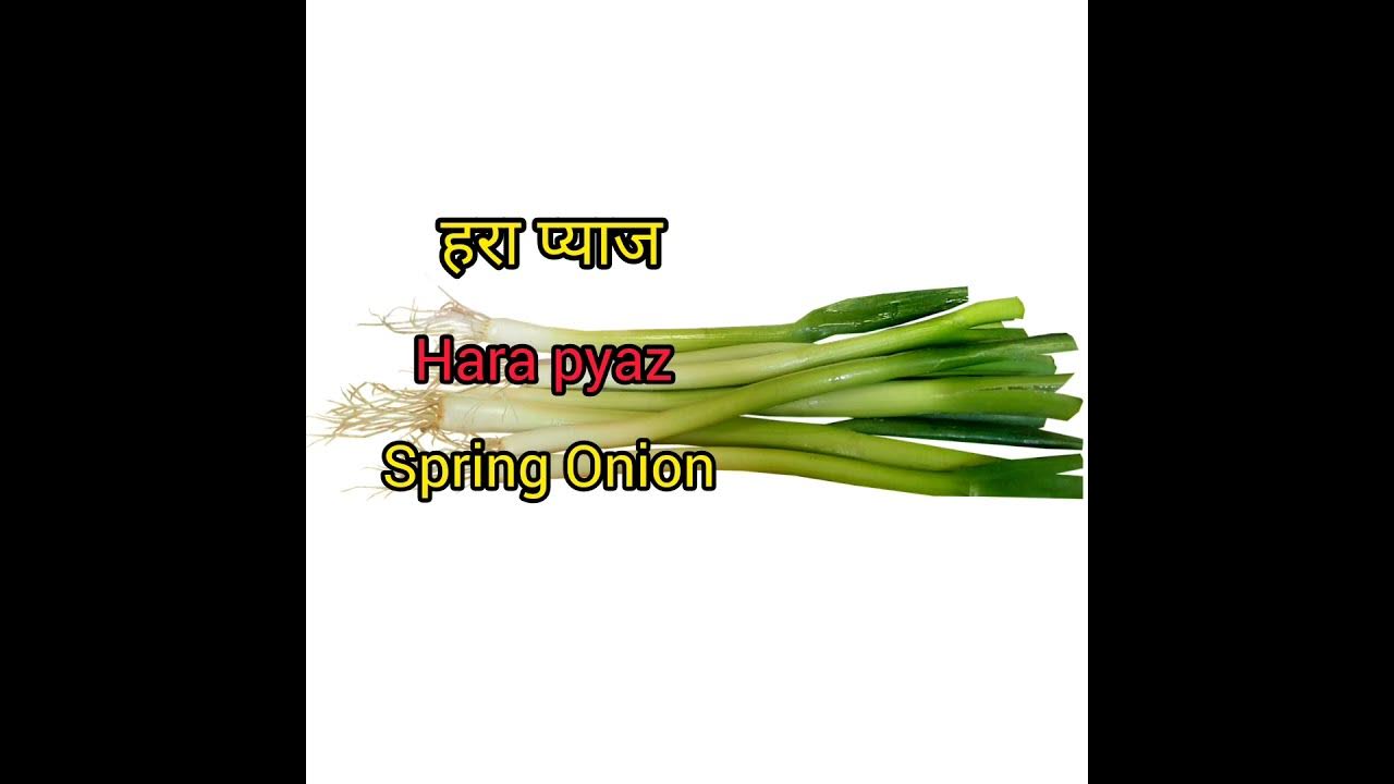 SPRING ONION MEANING IN HINDI WITH PICTURE. SPRING ONION MATLAB KYA HAI