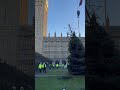 Palace of Westminster Christmas tree