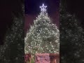 Palace of Westminster Christmas tree