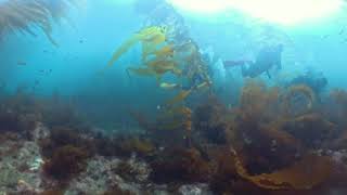 Oceana/Blancpain Expedition 2024 - Rangers Pt - Santa Barbara Island 360 cam - feat. Oceana divers
