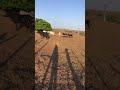 #gado #fazenda