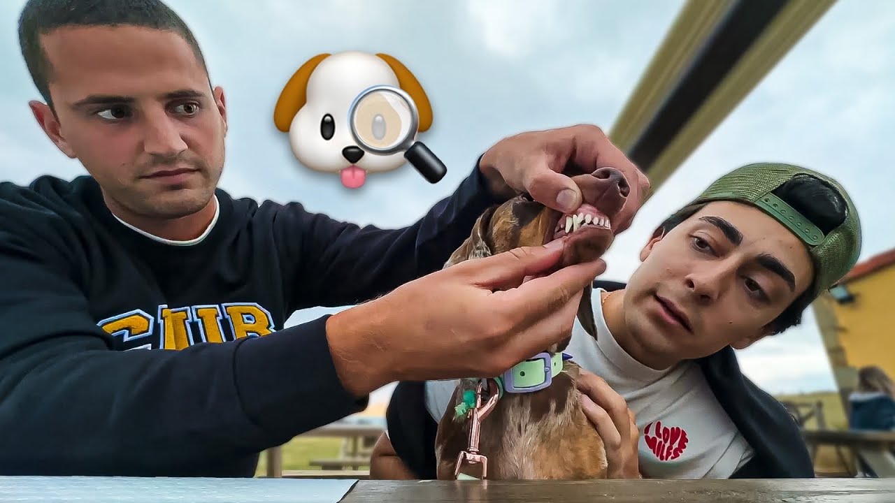 perro review 👍