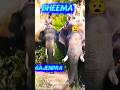 Legend 😯🦣 Gajendra 🔥 Bheema in 2016. #elephant #gajendra #bheema #bhima #dasaraelephants