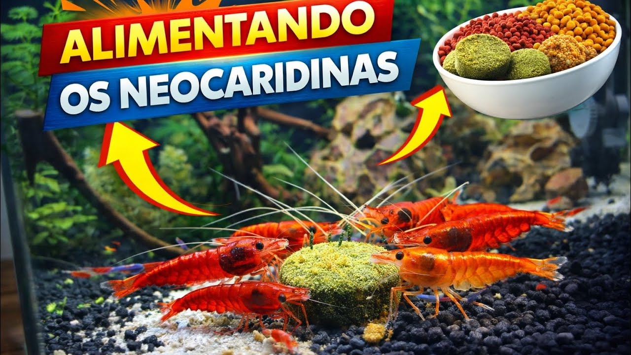 Aquário Plantado do Zero | Semana 5 - Alimentando os Neocaridinas