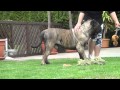 Dogo Canario Sula & Taras ( keine Verpaarung)