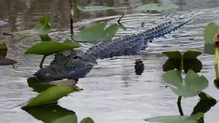 Two Minutes in Everglades National Park **4K**