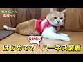 元野良猫はじめてハーネスをつけた反応はこちら｜特許取得のハーネス試してみた！