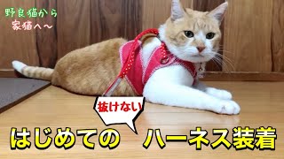 元野良猫はじめてハーネスをつけた反応はこちら｜特許取得のハーネス試してみた！