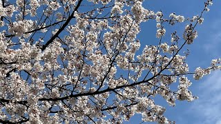 Saudi/Korean Couple ????فيديو قصير لأشجار الكرز في بوسان /cherry blossoms in Korea