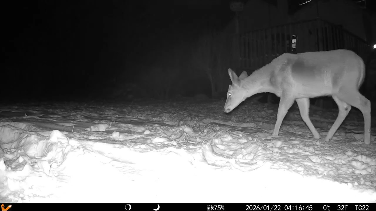 My NEW Trail Cam! 🎥 Deck Feeders, Stray Cats, and the Skunk Mission! 20250126 B