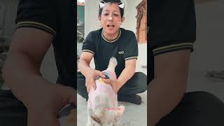 Joget Kicau Mania Kucing Lucu #shorts