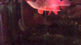 DSCF2730