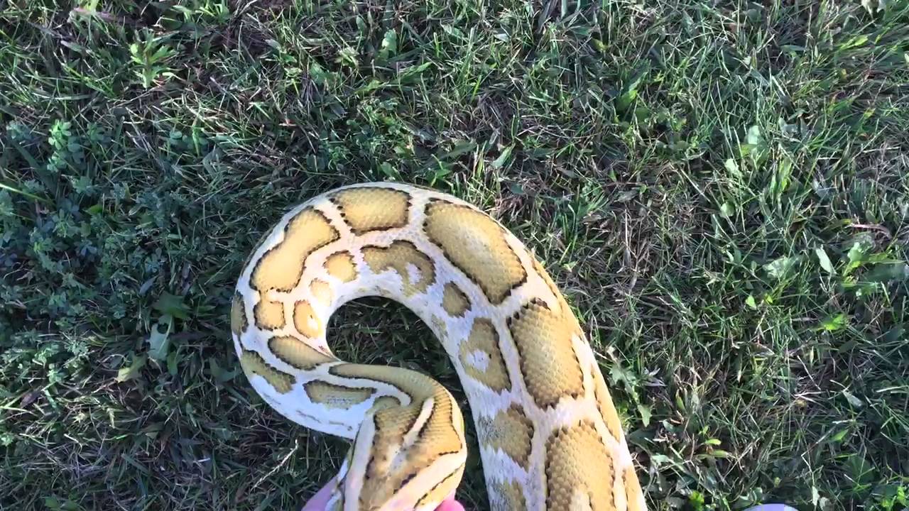 camera iphone 8 plus apk Hypo & albino granite burms outside