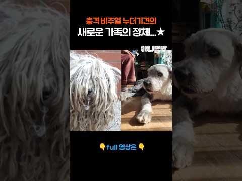 5kg털을 달고 다니던 누더기견 베니의 <strong>견생역전</strong> 스토리...☆  #애니멀봐 #shorts