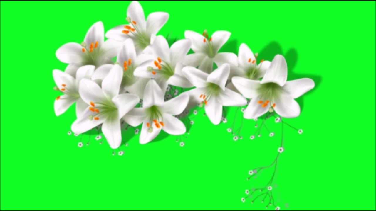 white flowers green screen effect - YouTube