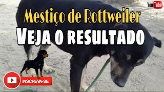 Mestiço de Rottweiler com vira lata #cachorro #rottweiler #viralata