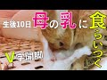 授乳の瞬間！暴れながら母を求め続ける赤ちゃんウサギ【子ウサギ】#58
