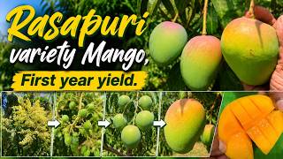 Rasapuri Mango video - Flowering to fruiting