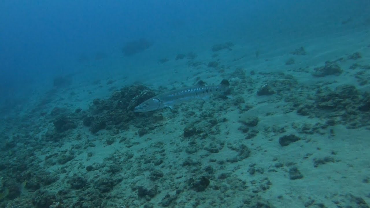 Scuba diving Kauai, Hawaii 1/26/23 (15) YouTube