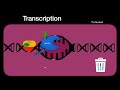 Rna transcription animated and easy for kids  ap biology