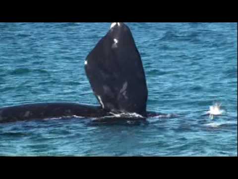 Ataque de gaviotas a ballenas - II