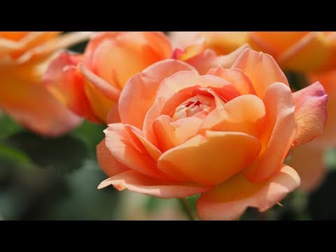 Wideo: Najpiękniejsze róże na świecie: zdjęcia z imionami