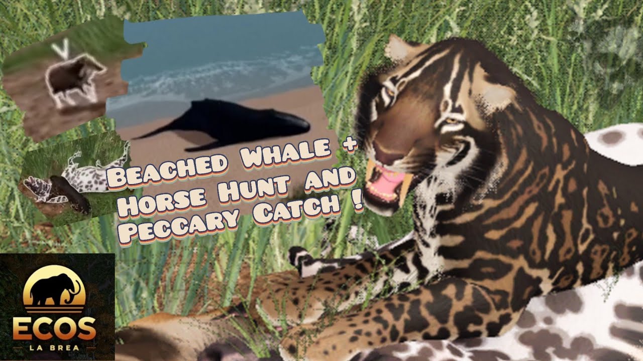 Whale showcase, Horse hunt, and Peccary catch! | Ecos: La Brea
