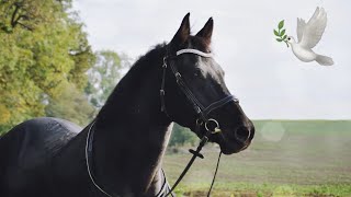 Gamin, le poney qui a rejoint le paradis 🕊🤍 #podcastentrecavalières