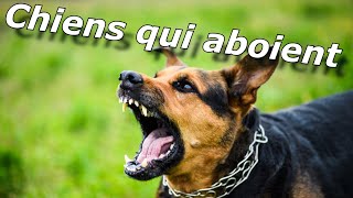 Chiens qui aboient ~ Faire une blague à votre chien et votre chat