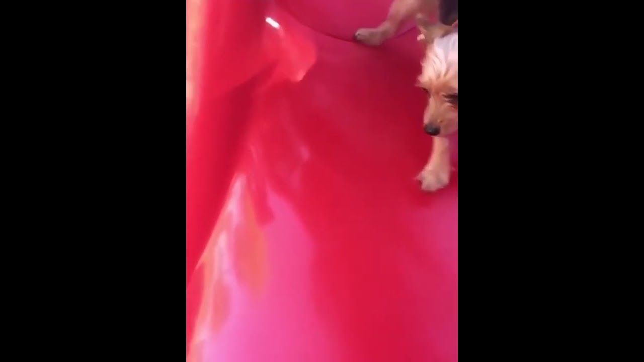 Funny Cats So Fluffy Funny Cats Apandah Ragdoll Cats Funny Part 51