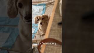 LA Ordinary vlog         la dachshund dog ロサンゼルス ダックスフンド ミニチュアダックス 犬