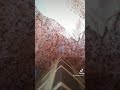 ملوي الغرباوي