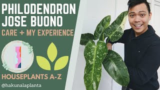 Philodendron Jose Buono Care Guide (Variegated Philodendron Imbe)  PART 1 (Houseplants AZ)