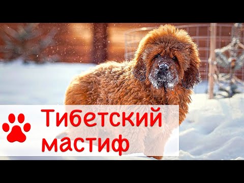 Тибетский мастиф | Все о породе