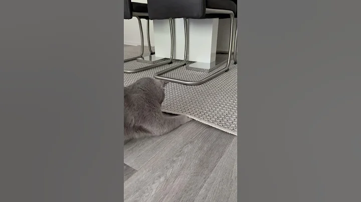 Video 10090471: funnycats funnycatvideos cutecat cat, funnycats funnycatvideos cute, cat cutecat funny