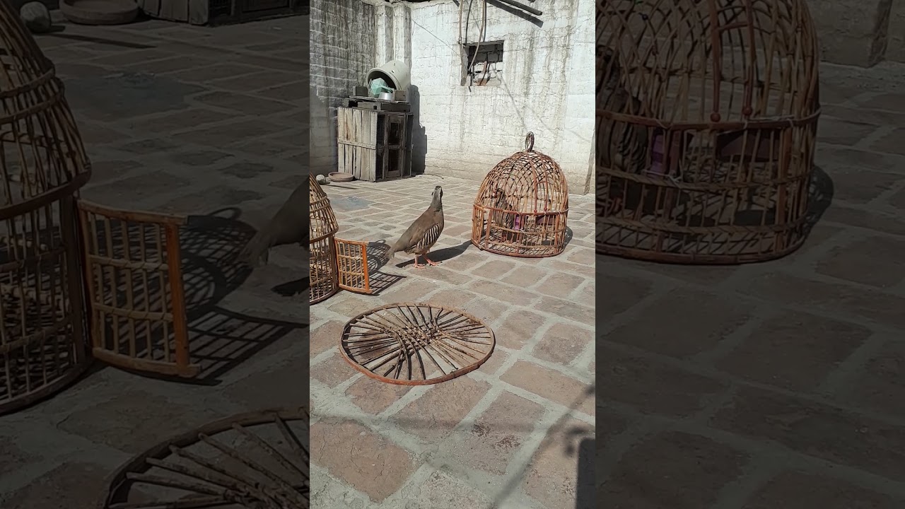 Chakkor Breeder Pair 