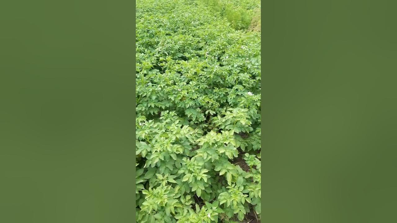 Kartoshka Picasso Nederlandiya(Gollandiya) navi - YouTube