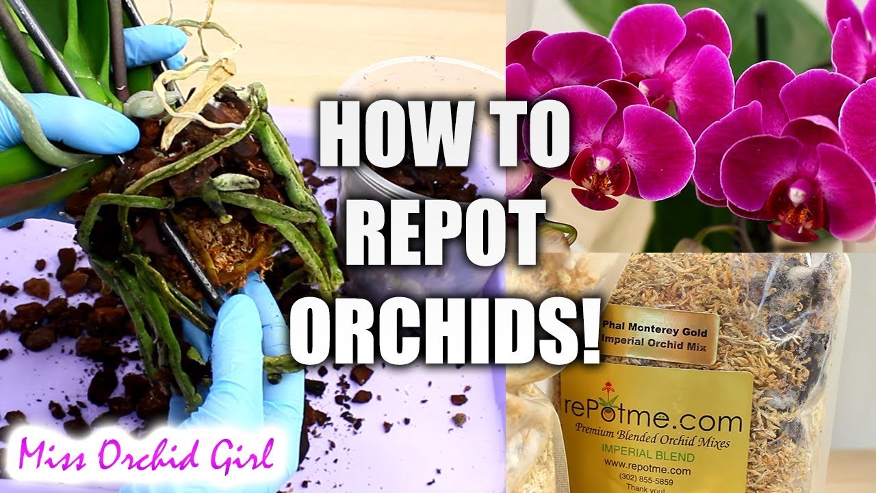 Download Orchid Care for Beginners - How to repot Phalaenopsis Orchids