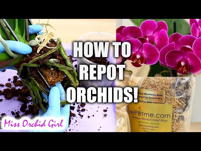 Orchid Care for Beginners - How to repot Phalaenopsis Orchids class=