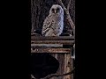 Youngest Owlet "Apollo" Branches From Barred Owl Cam Nest Box, Climbs Up Tree