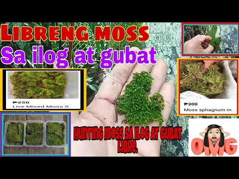 Video: Paano mo ginagamit ang sheet moss?