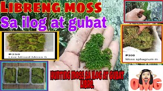Hunting Moss O Lumot Sa Ilog At Gubat Libre Hunting Wild Plants Indoor Plants Rare Plants